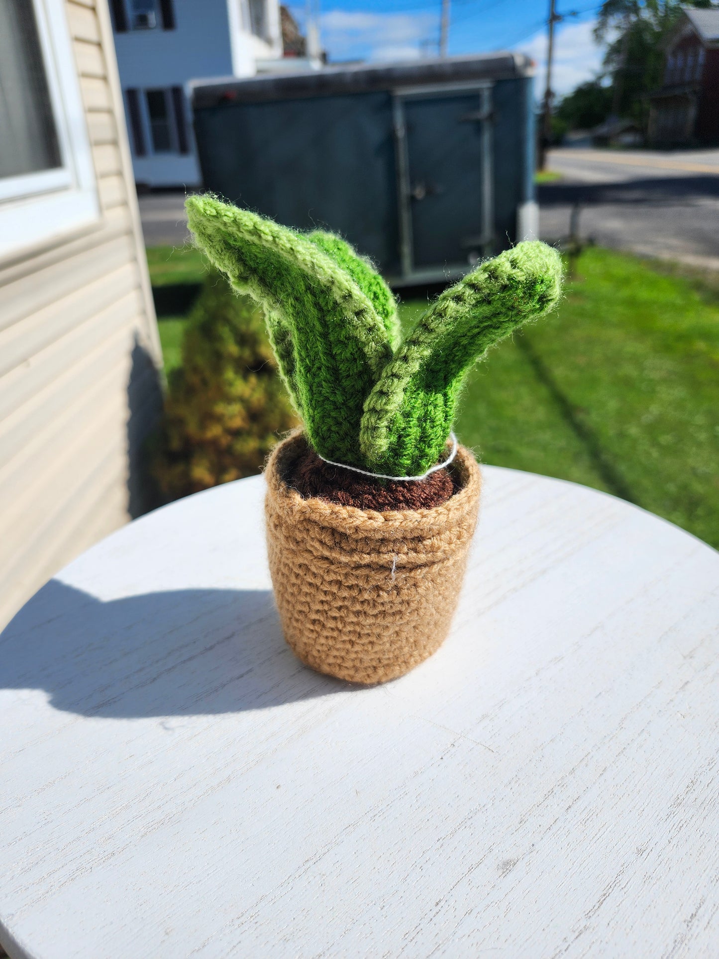 Mini Snake Plant in a Pot