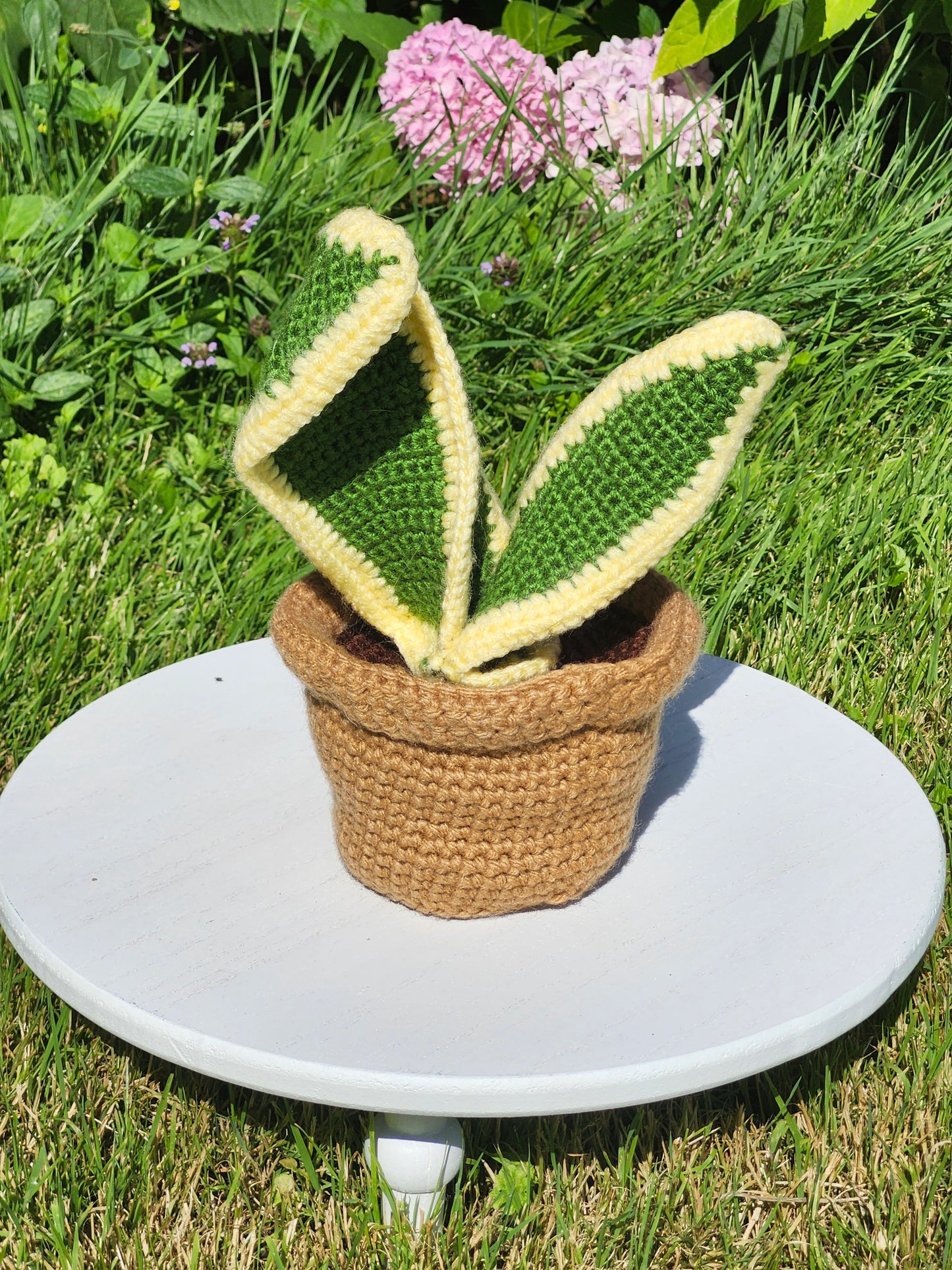 Snake Plant in a Pot