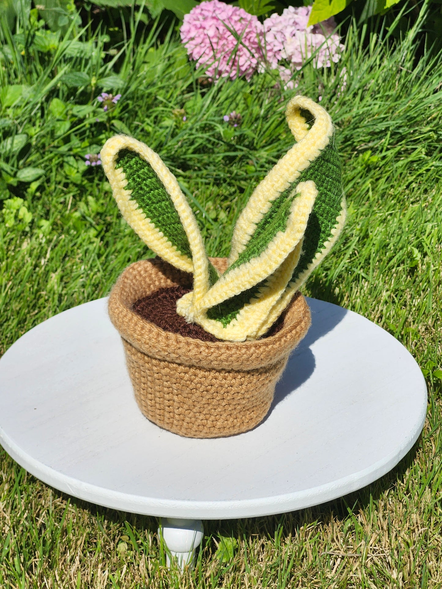 Plante serpent en pot