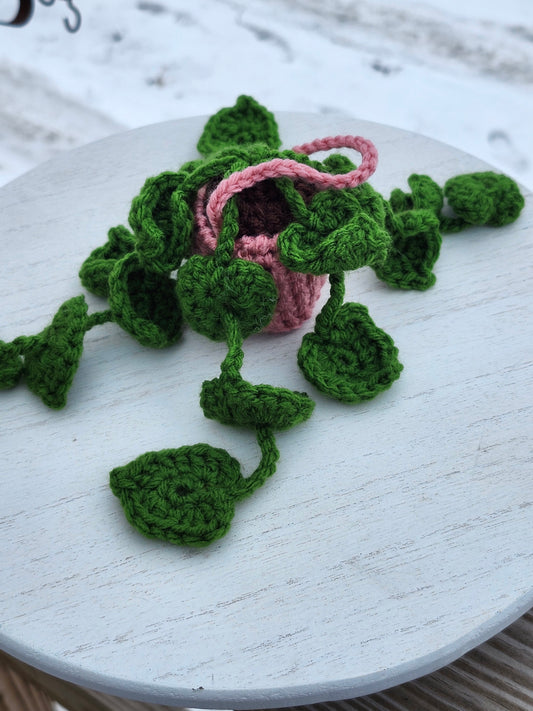 Hanging Pothos Plants