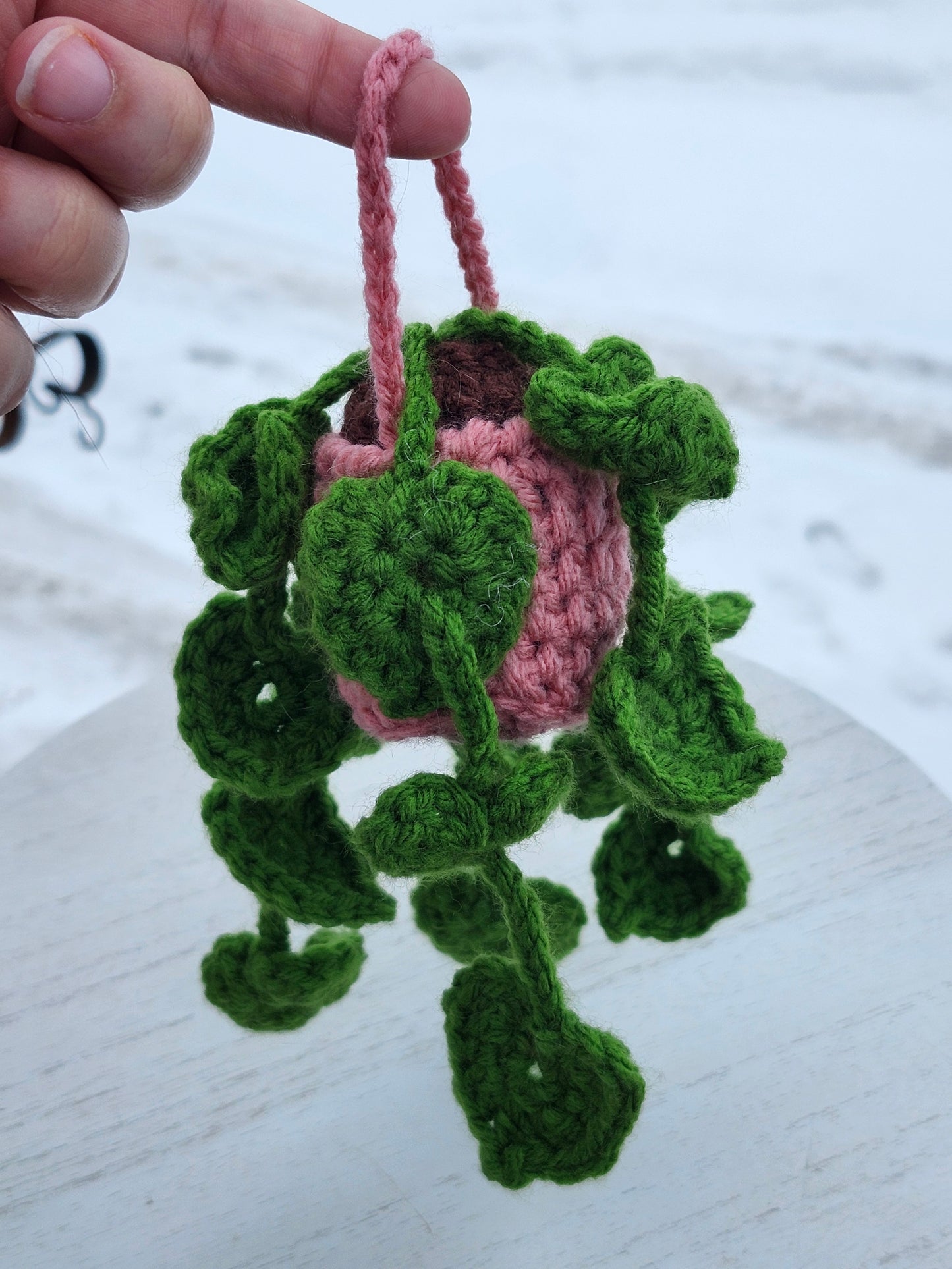 Hanging Pothos Plants