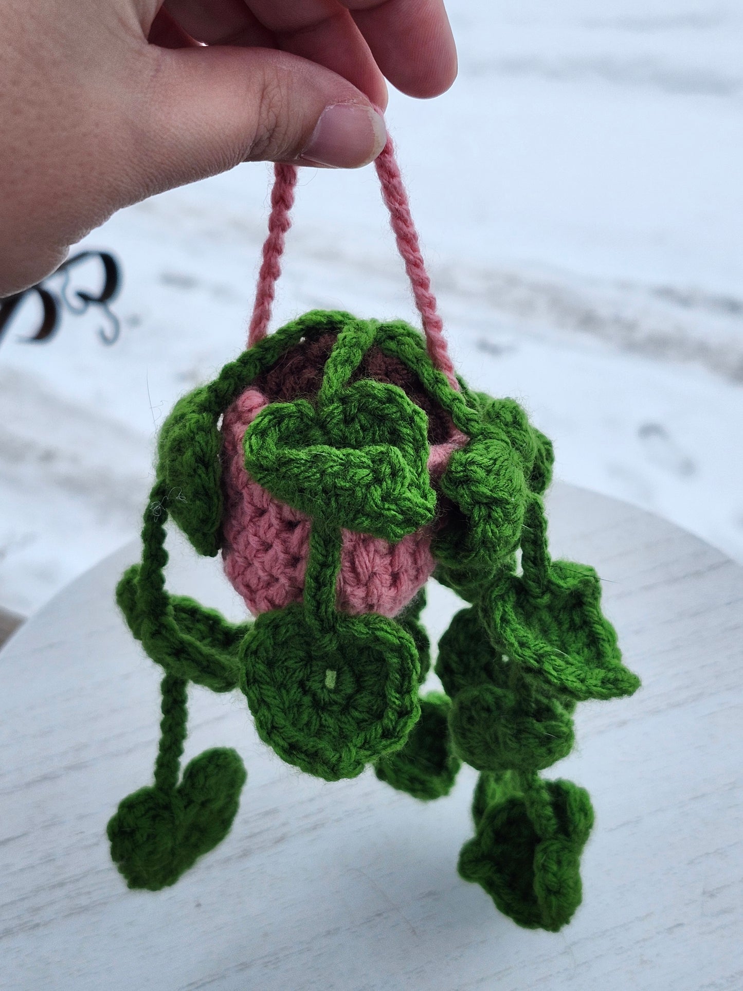 Hanging Pothos Plants