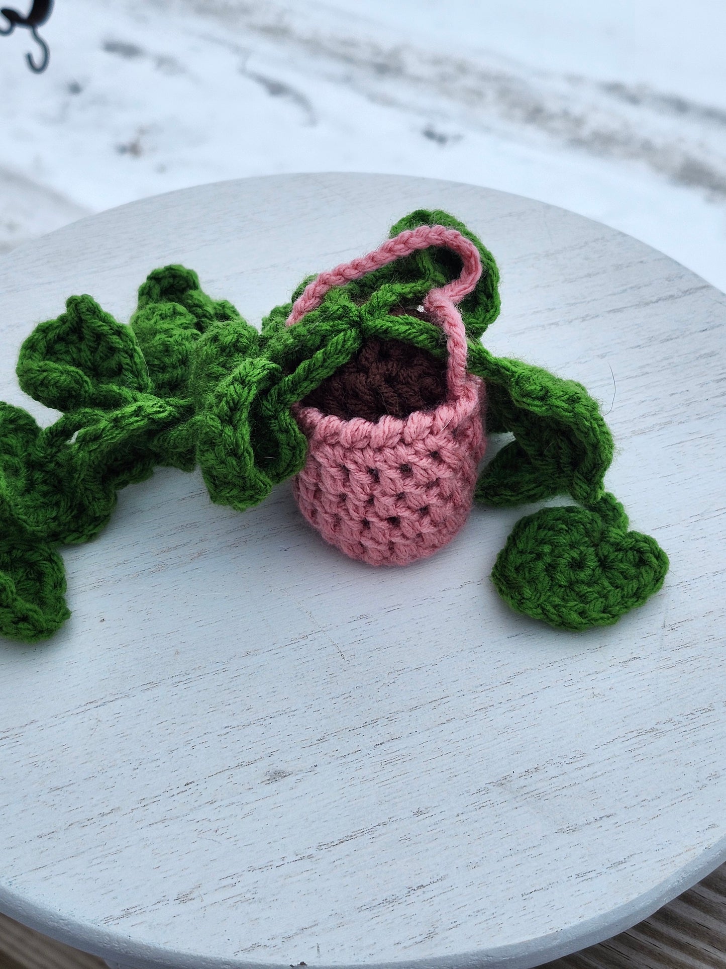 Hanging Pothos Plants