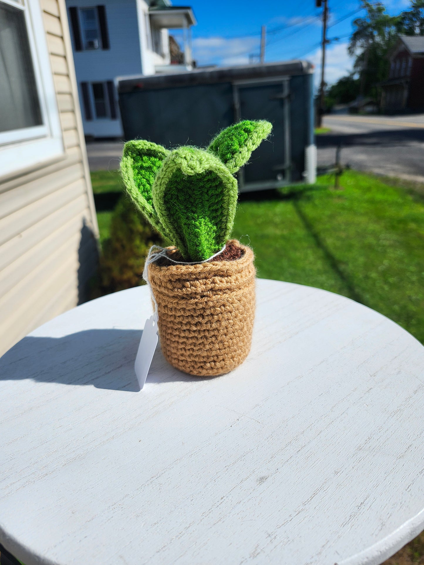Mini Snake Plant in a Pot