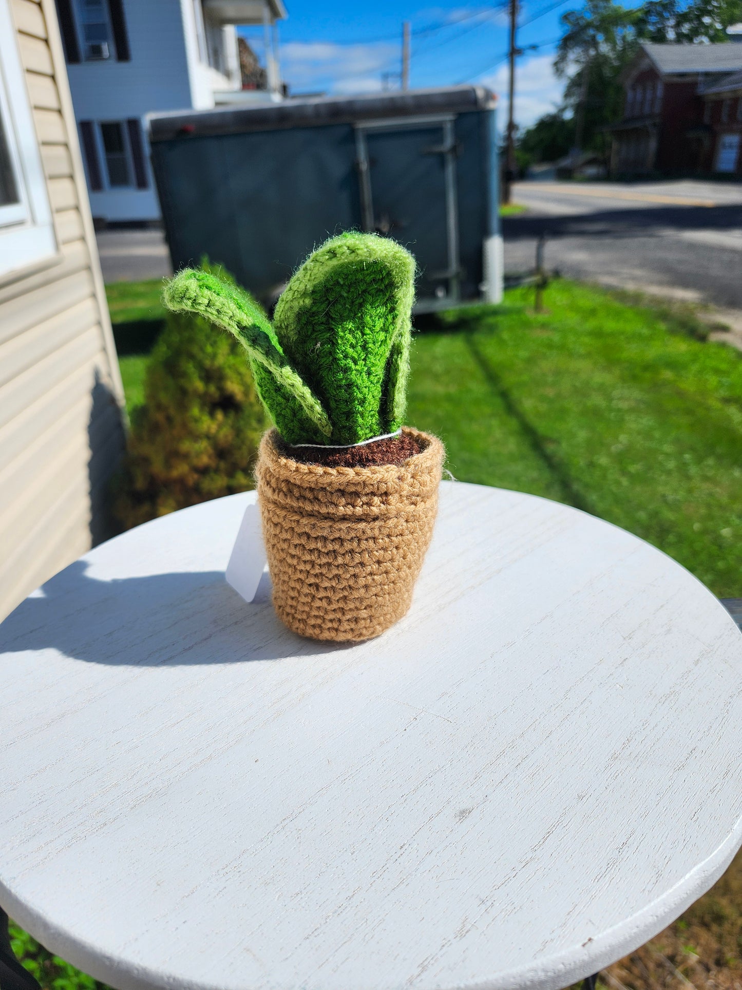 Mini Snake Plant in a Pot
