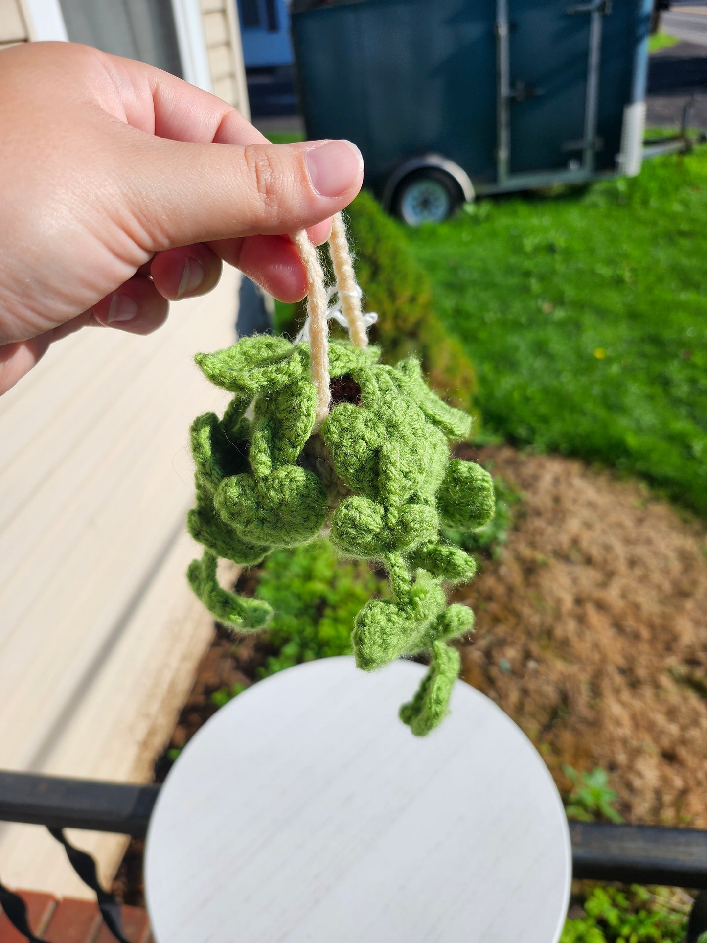 Hanging Pothos Plants
