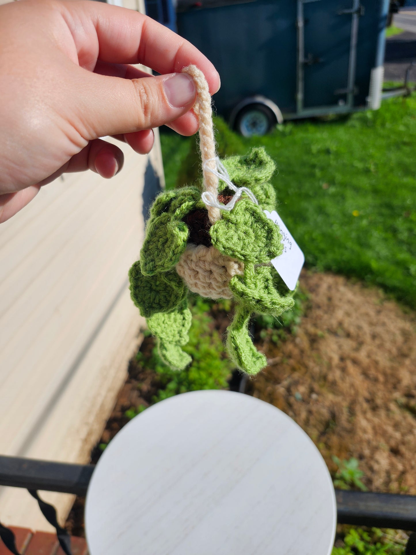 Hanging Pothos Plants