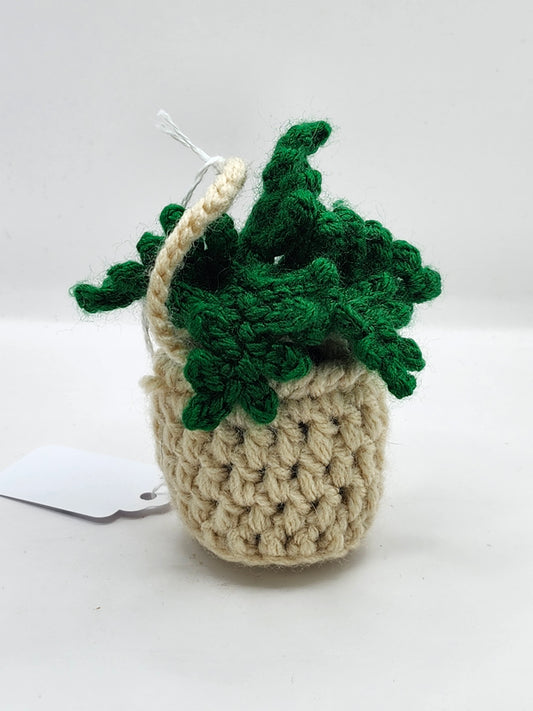 Hanging Fern