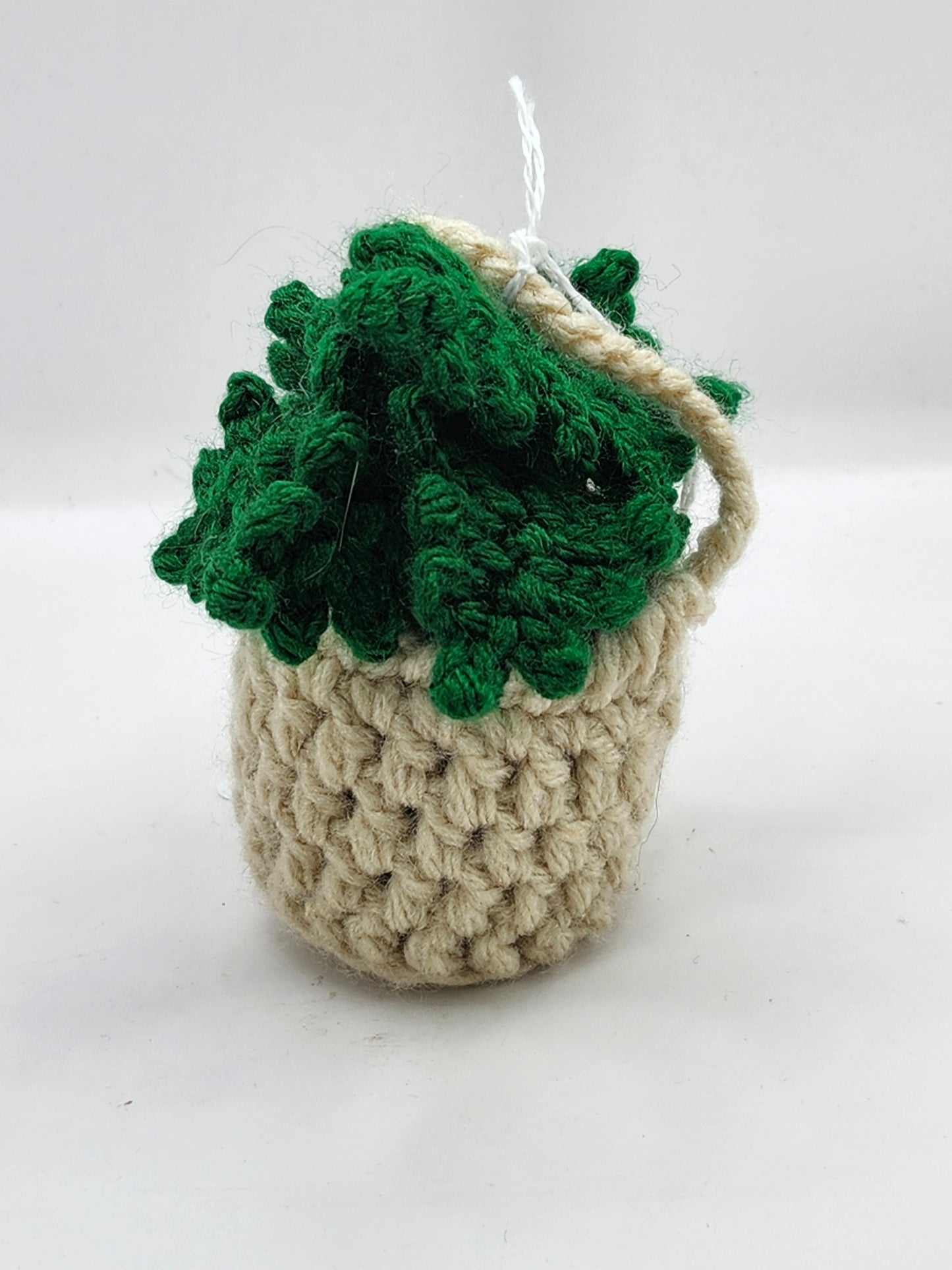 Hanging Fern